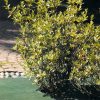 Toile hors sol - paillage <br> Verte 100 g/m² / 3.30 x 100 m <br> FABRICATION EUROPÉENNE – Image 6